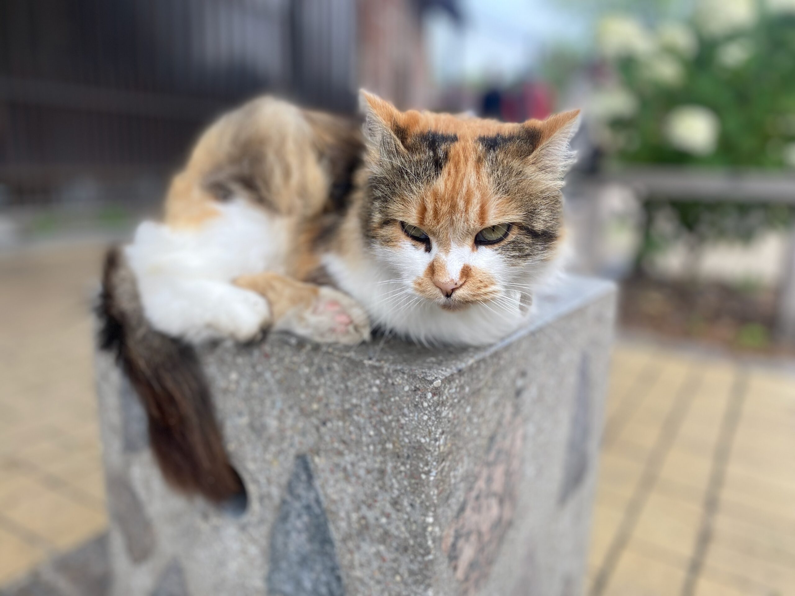 Die Katzenstadt am Meer